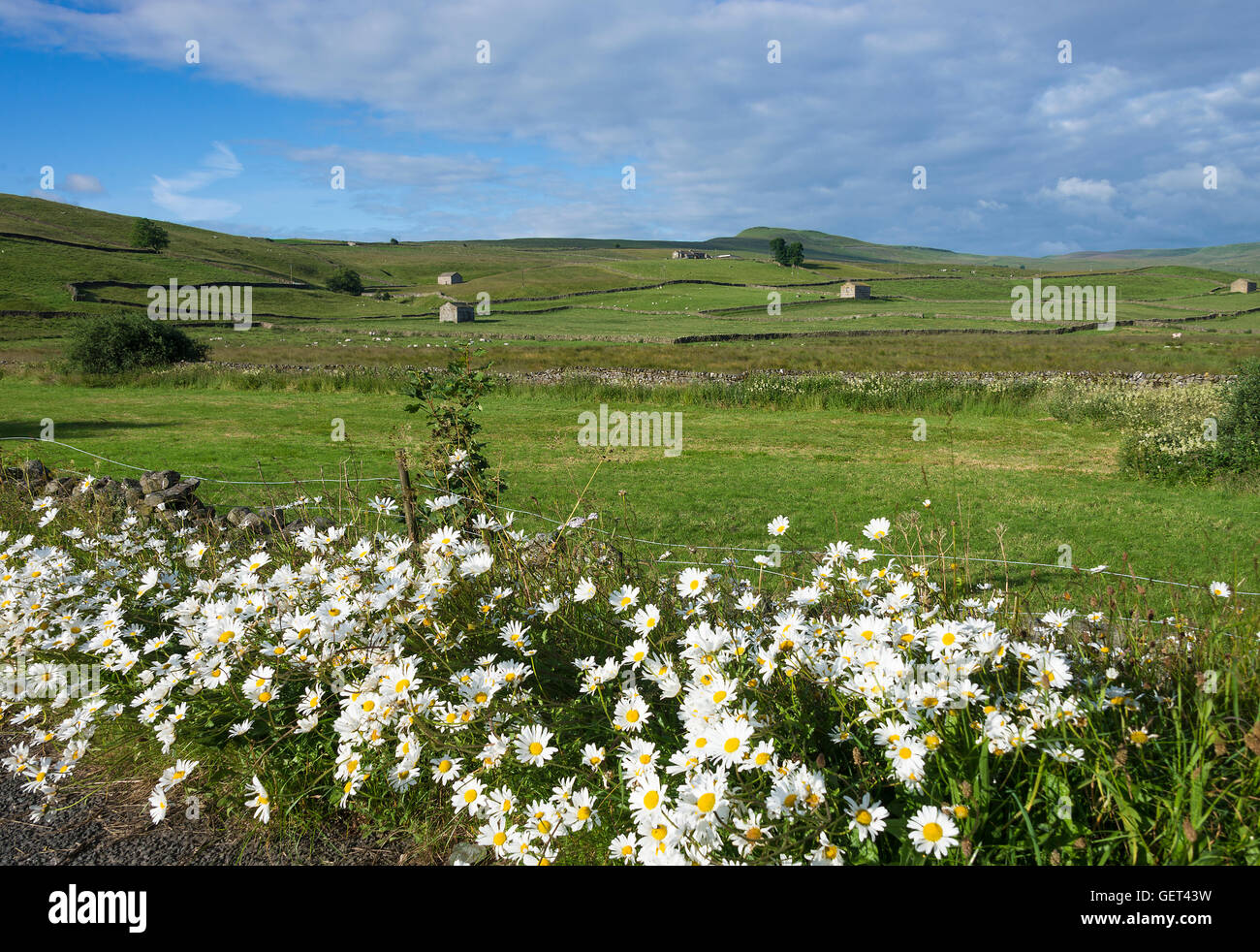 A Beautiful Display of Wild Ox-Eye Daisy Flowers near Bainbridge Looking Towards Burtersett High Pasture Yorkshire England United Kingdom UK Stock Photo