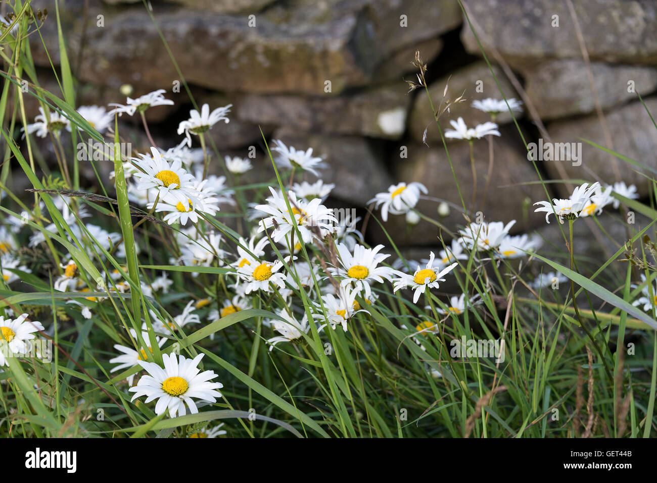 Ox-Eye Daisies Growing in a Grass Verge near Bainbridge in the Yorkshire Dales National Park England United Kingdom UK Stock Photo