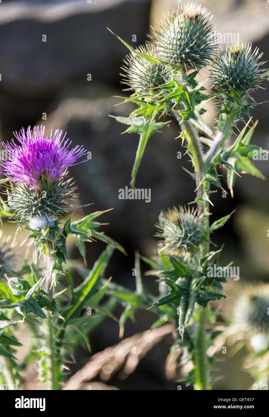 A Purple Flowering Woolly Thistle Plant in Bloom on a Grass Verge in Kettlewell Yorkshire Dales England United Kingdom UK Stock Photo