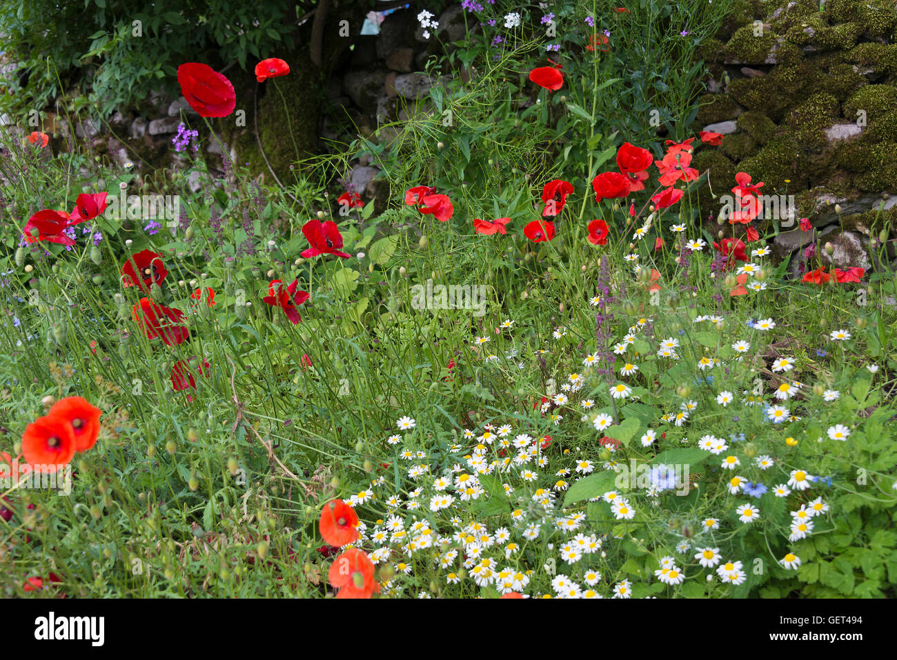 Red Common Poppy Flowers and White Ox-Eye Daisies in Flower on a Large Grass Verge in Kettlewell Yorkshire England United Kingdom UK Stock Photo