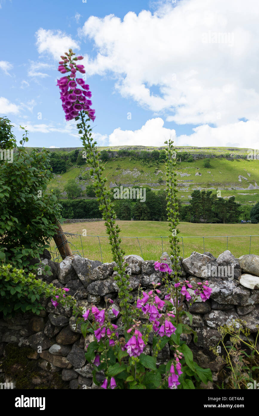 Beautiful Wild Pink Foxglove Flowers Growing in Countryside at Kettlewell Yorkshire Dales National Park England United Kingdom UK Stock Photo