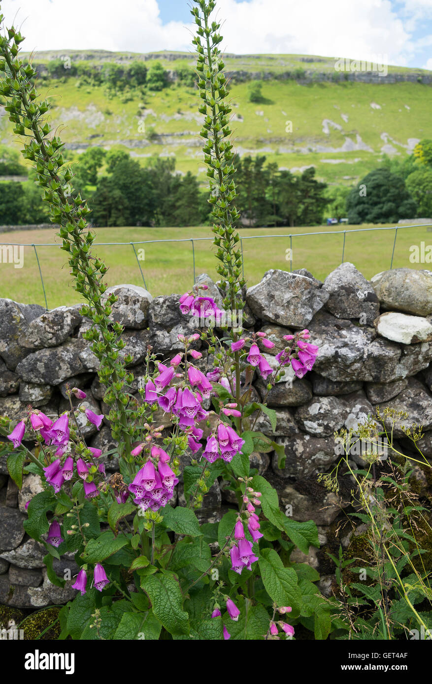 Beautiful Wild Pink Foxglove Flowers Growing in Countryside at Kettlewell Yorkshire Dales National Park England United Kingdom UK Stock Photo