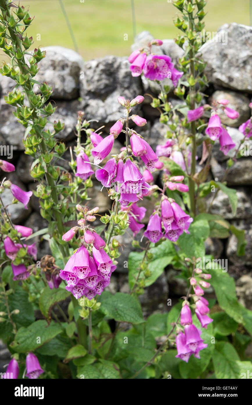 Beautiful Wild Pink Foxglove Flowers Growing in Countryside at Kettlewell Yorkshire Dales National Park England United Kingdom UK Stock Photo