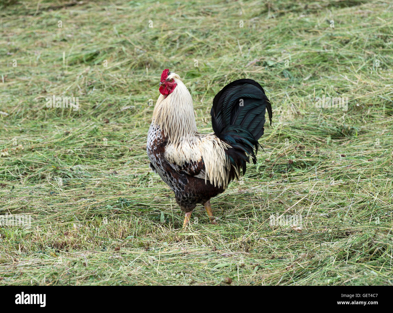 A Handsome Black and White Speckled Cockerel with Red Crop and Crown in a Field at Kettlewell Yorkshire Dales England United Kingdom UK Stock Photo