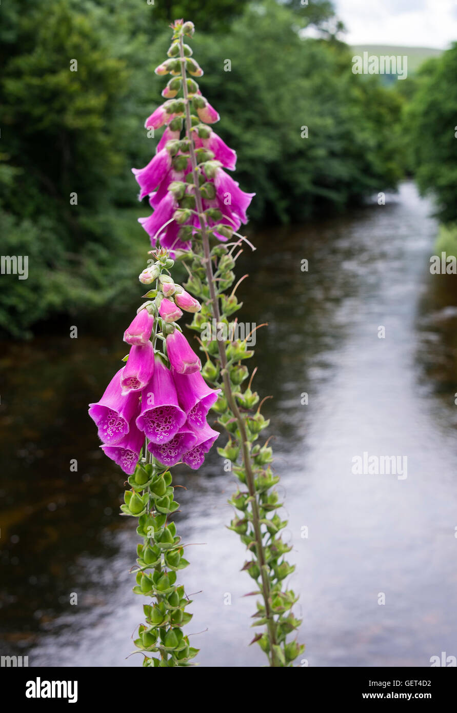Beautiful Wild Pink Foxglove Flowers Growing on a Bridge over the River Skirfare at Arncliffe Yorkshire Dales England United Kingdom UK Stock Photo