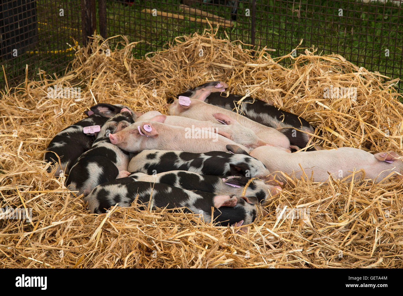 Piglets sleeping in their pen at the New Forest Show, Brockenhurst, Hampshire July 26 2016 Stock Photo