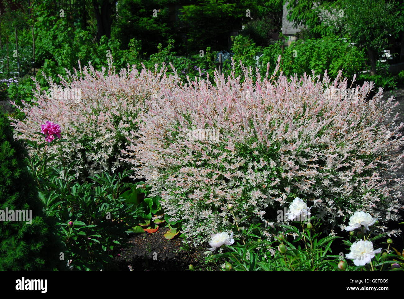 Dappled willow Hakuro-Nishiki, salix integra Stock Photo