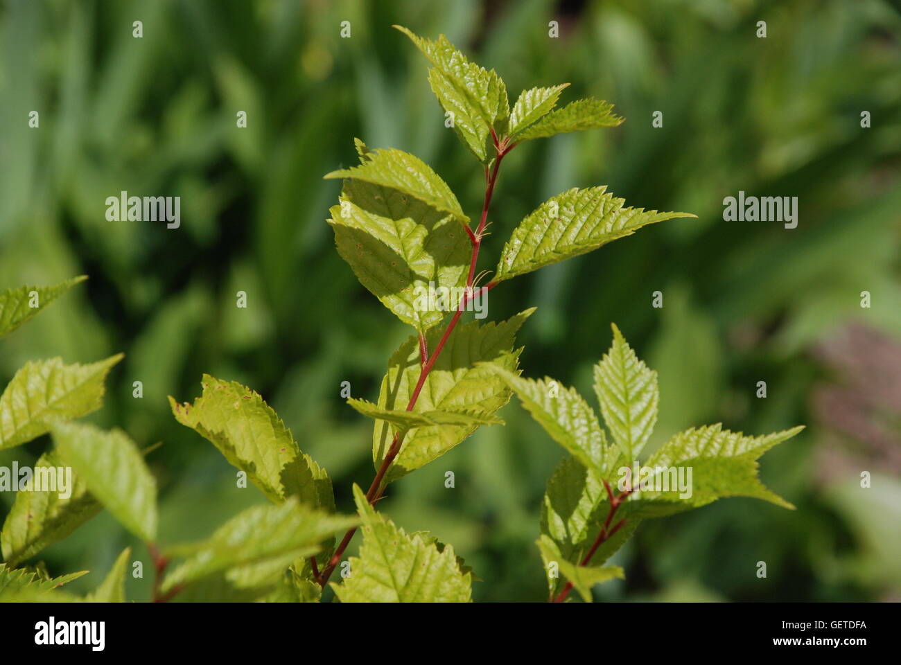 Green leafy, green leaves Stock Photo