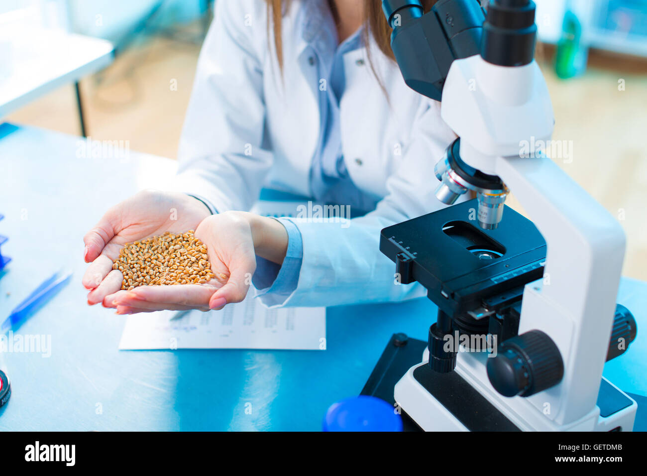 Different varieties of lentils in a laboratory breeding and genetic modification Stock Photo