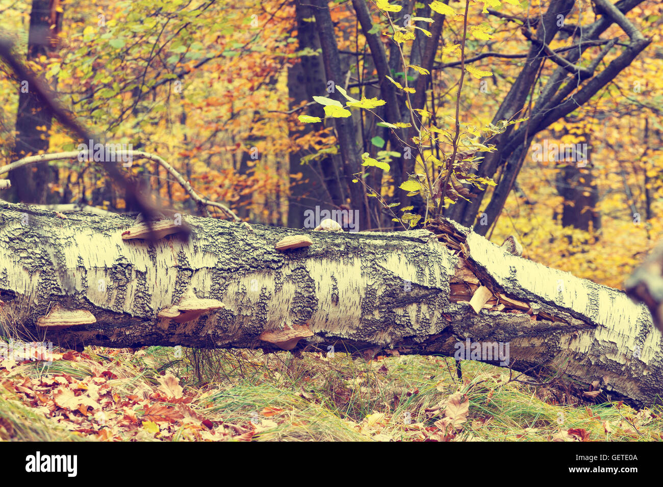Colorful autumn trees in forest, vintage look Stock Photo - Alamy