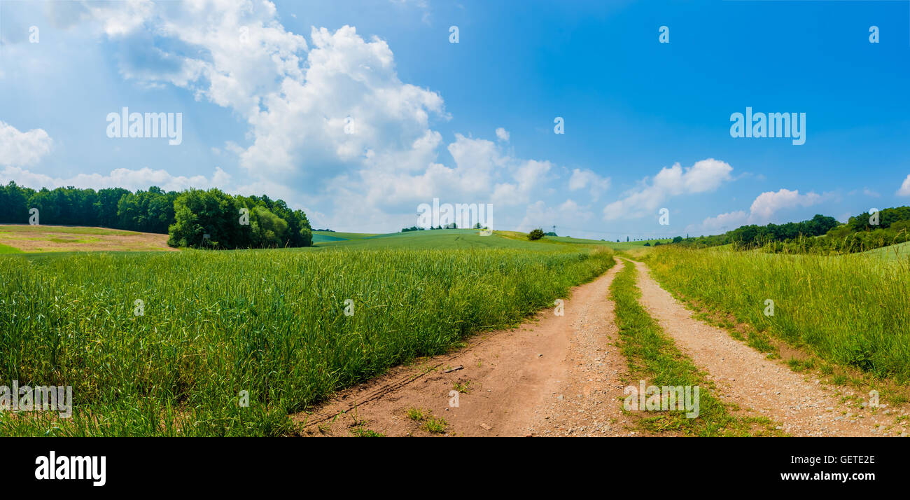 sunny green field panorama Stock Photo