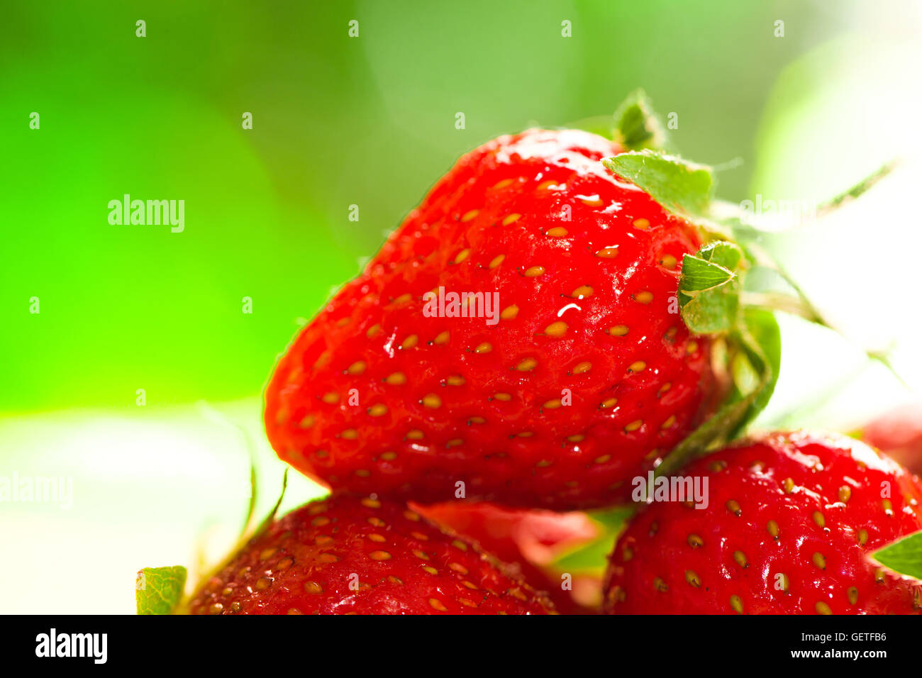 fresh strawberries closeup on the blurry background Stock Photo - Alamy