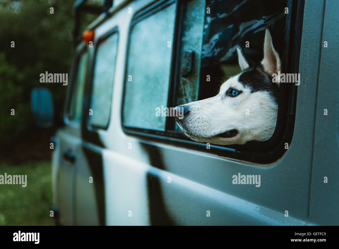 sad dog Husky looks out of the window while sitting in the car. Stock Photo