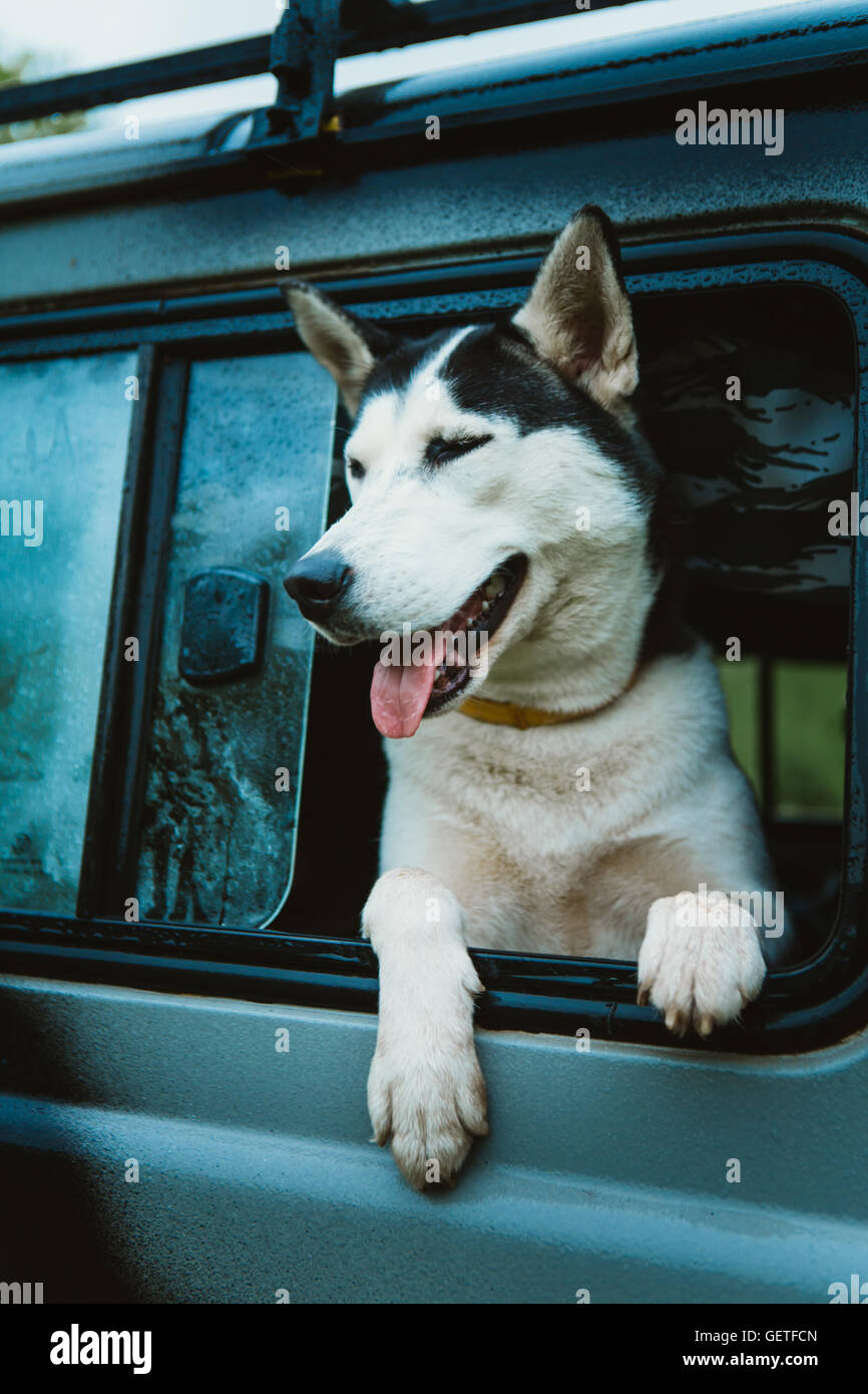 sad dog Husky looks out of the window while sitting in the car. Stock Photo
