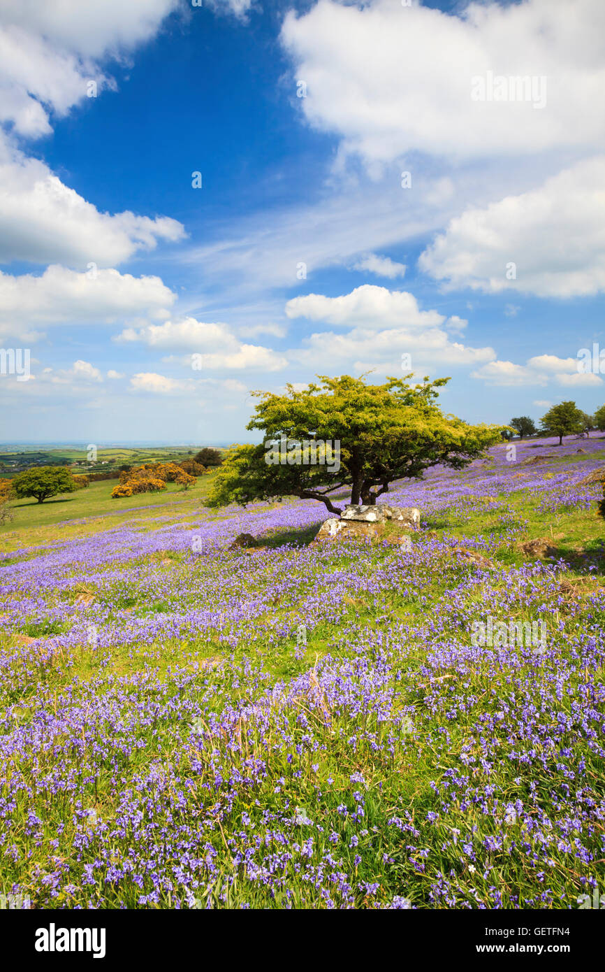 A view of a tree surrounded by bluebells in the Dartmoor National Park. Stock Photo