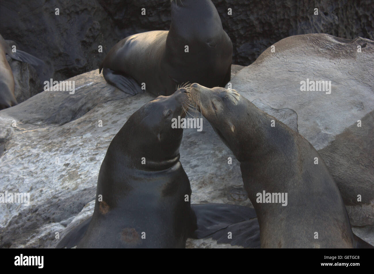 Seals kissing hires stock photography and images Alamy