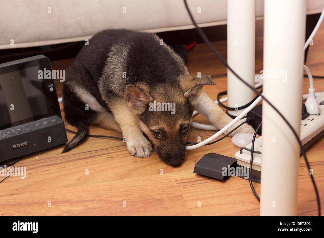 Puppy caught chewing cords Stock Photo