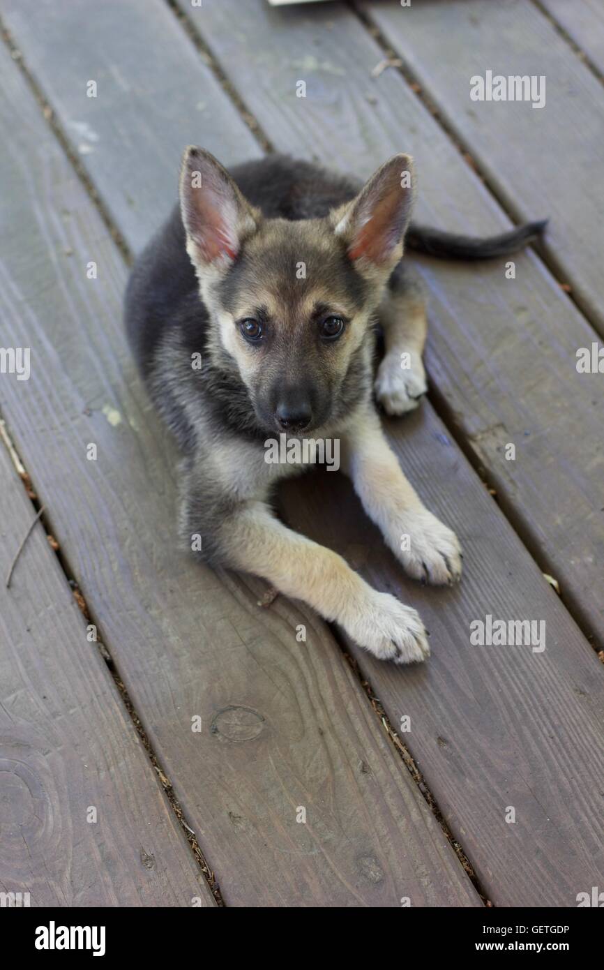 German Shepherd puppy at rest Stock Photo