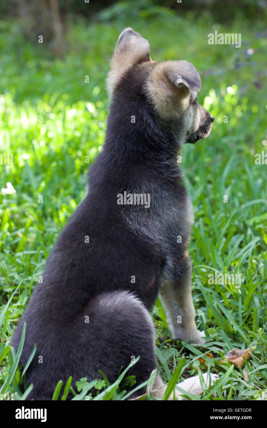 German Shepherd Puppy sitting in grass Stock Photo