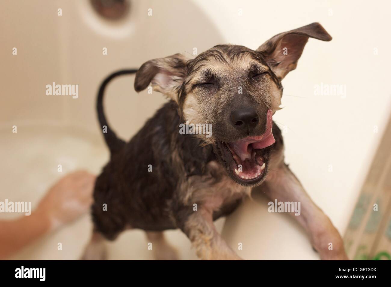 Puppy Bathing Stock Photo