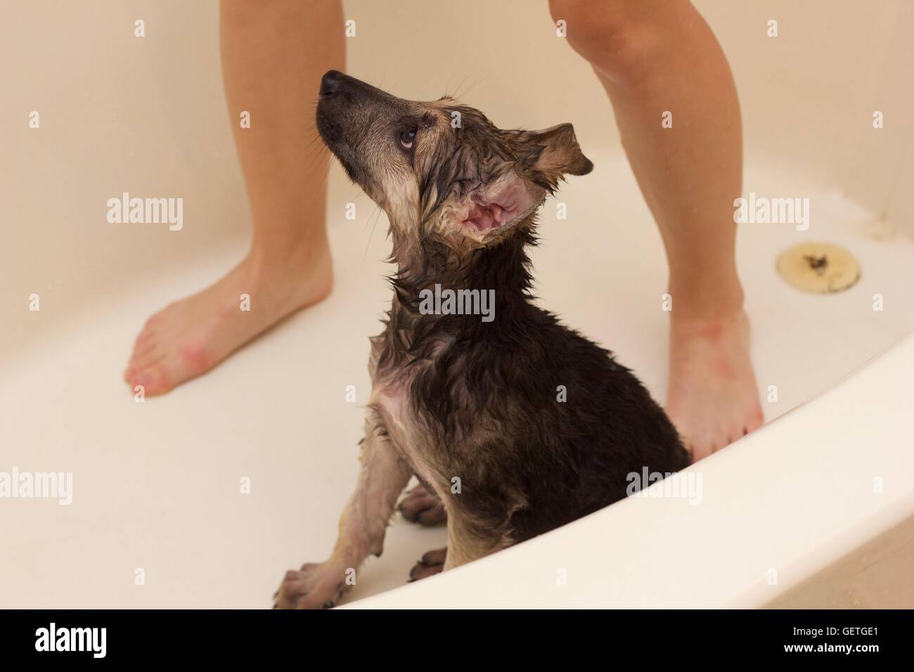 Puppy in bath Stock Photo