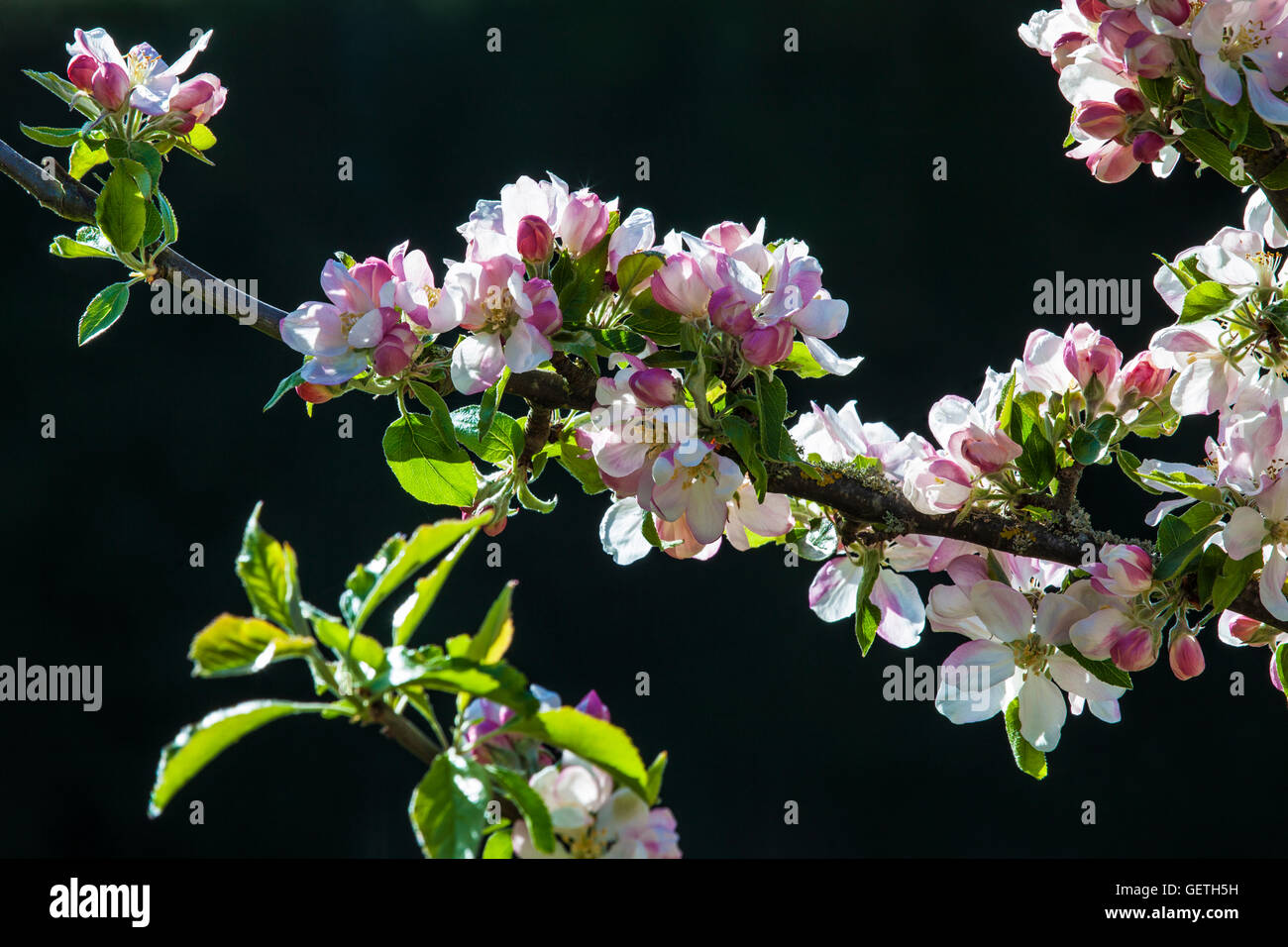 Blossoming apples trees in the wallled garden at Bowood House in ...