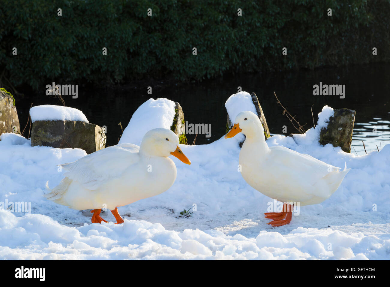 Aylesbury Ducks at Tissington in Derbyshire. Stock Photo