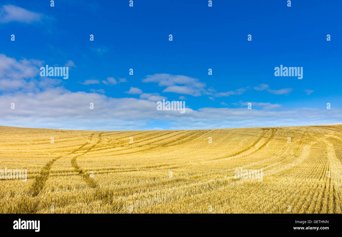 Tractor tyre marks across a stubble field. Stock Photo
