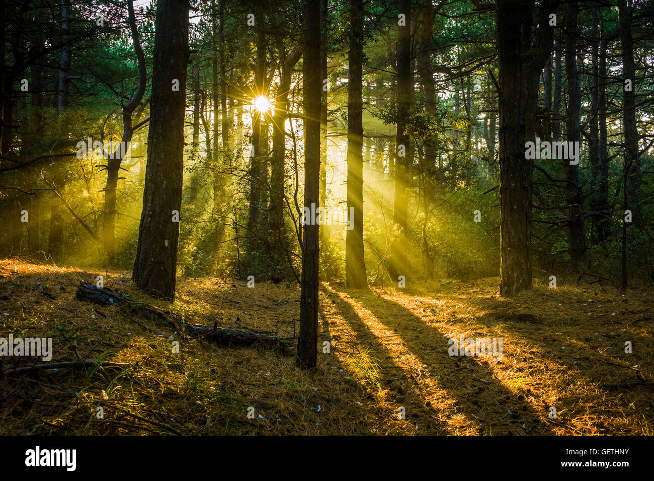 Early morning sunlight almost sets the woods alight. Stock Photo