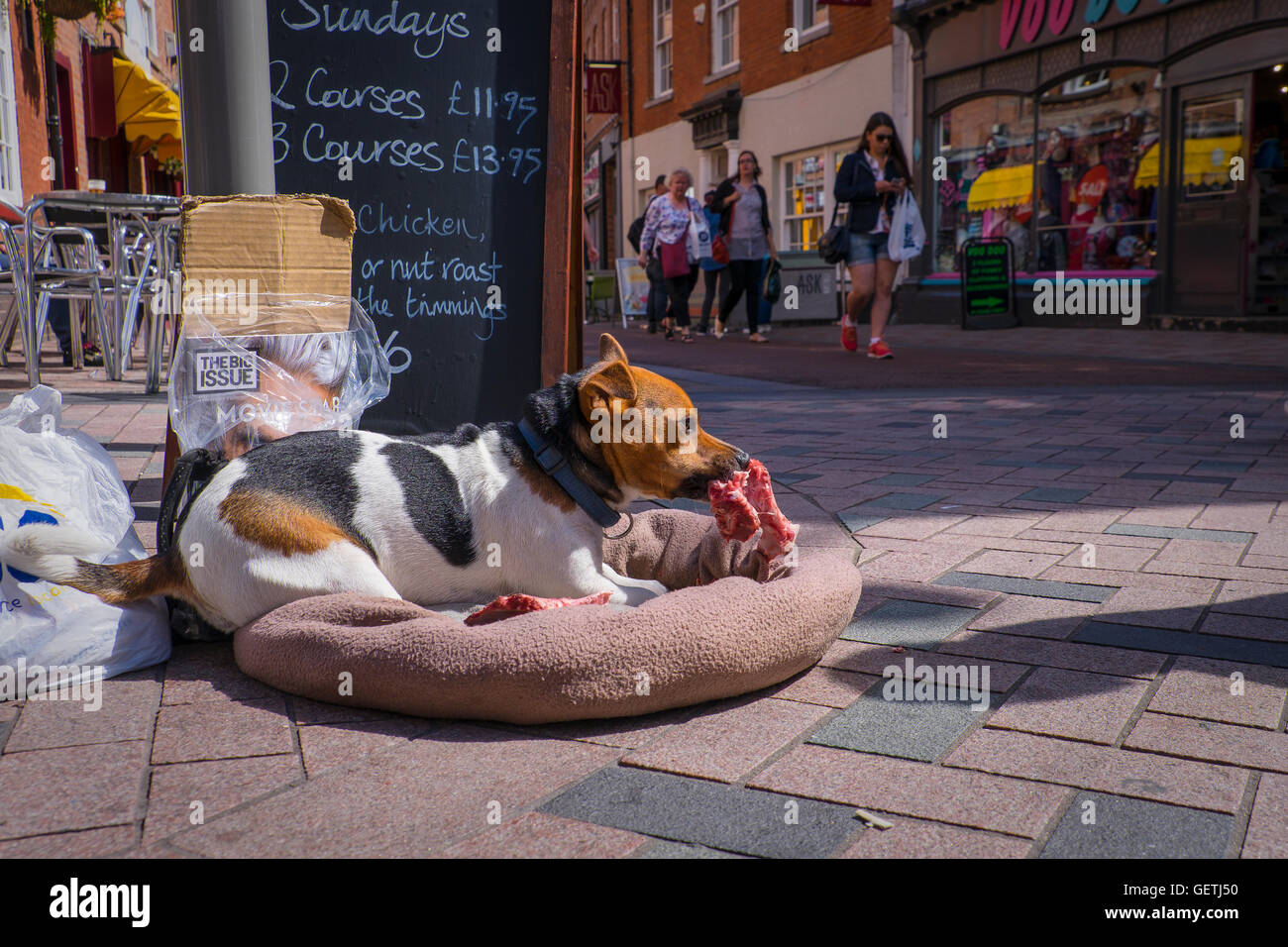 A Big Issue street vendor's dog enjoys a bone while waiting. Stock Photo