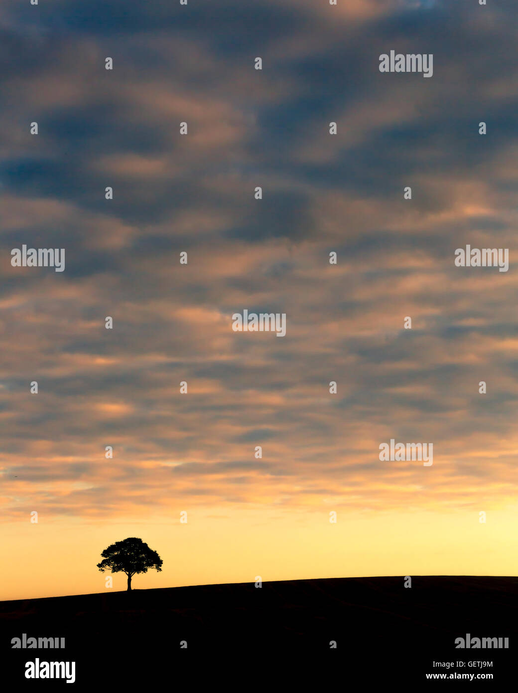 A lone tree at sunrise. Stock Photo