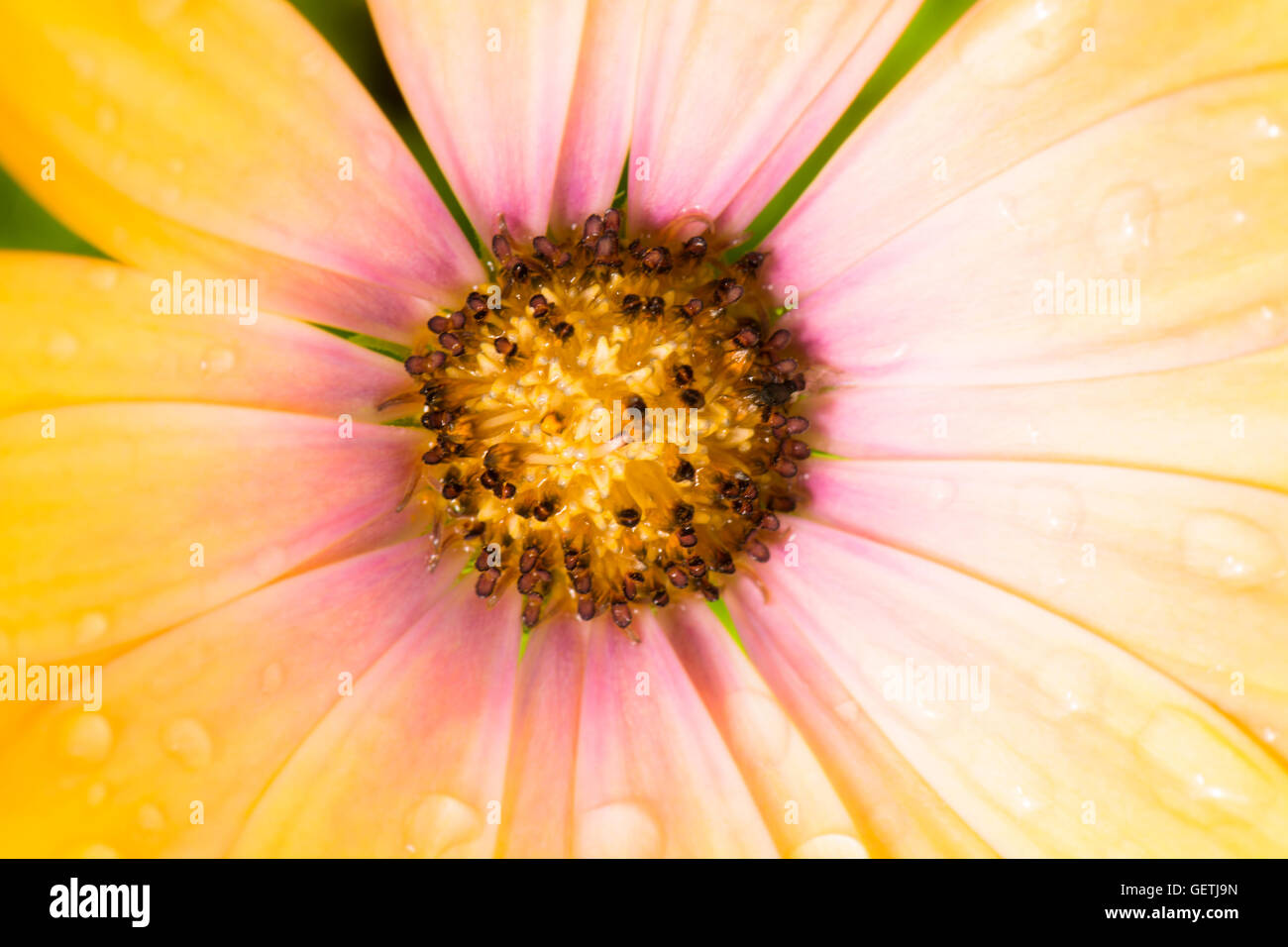 Floral background with petals of a yellow osteospermum flower Stock Photo