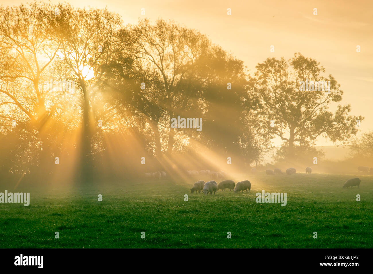 The suns rays fall on a field of sheep. Stock Photo