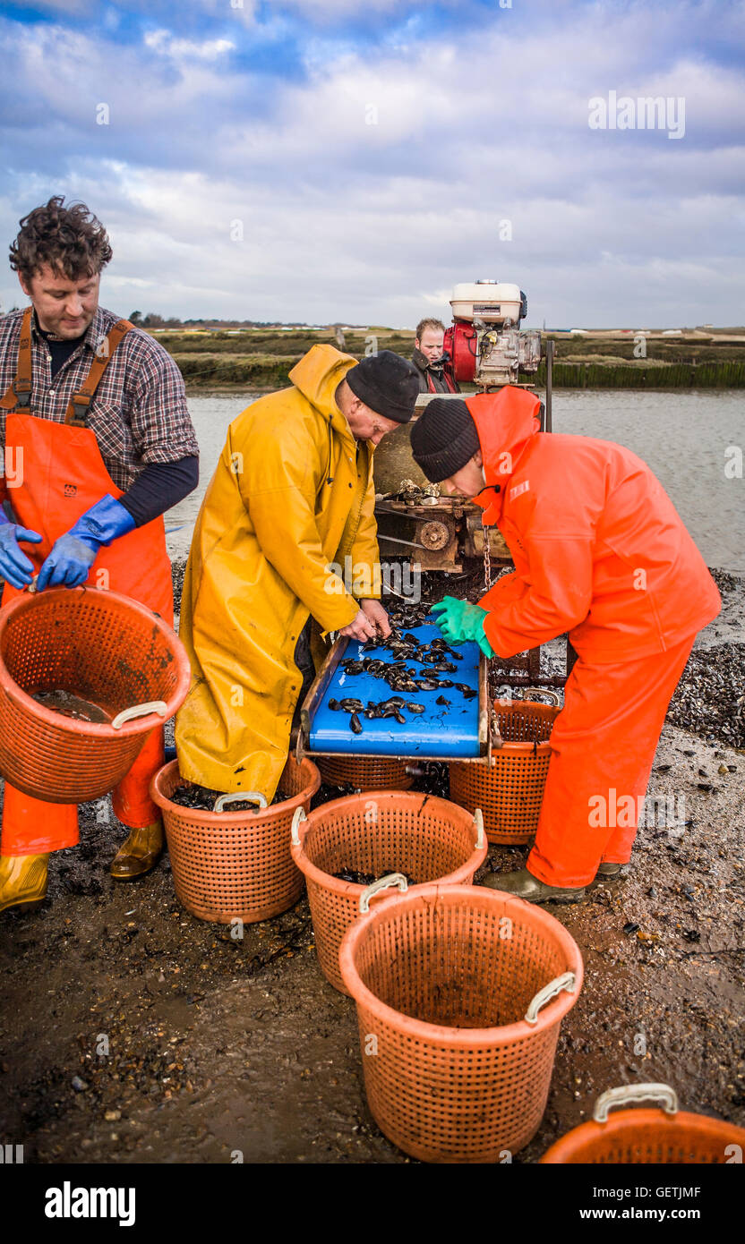 Cleaning mussels hires stock photography and images Alamy