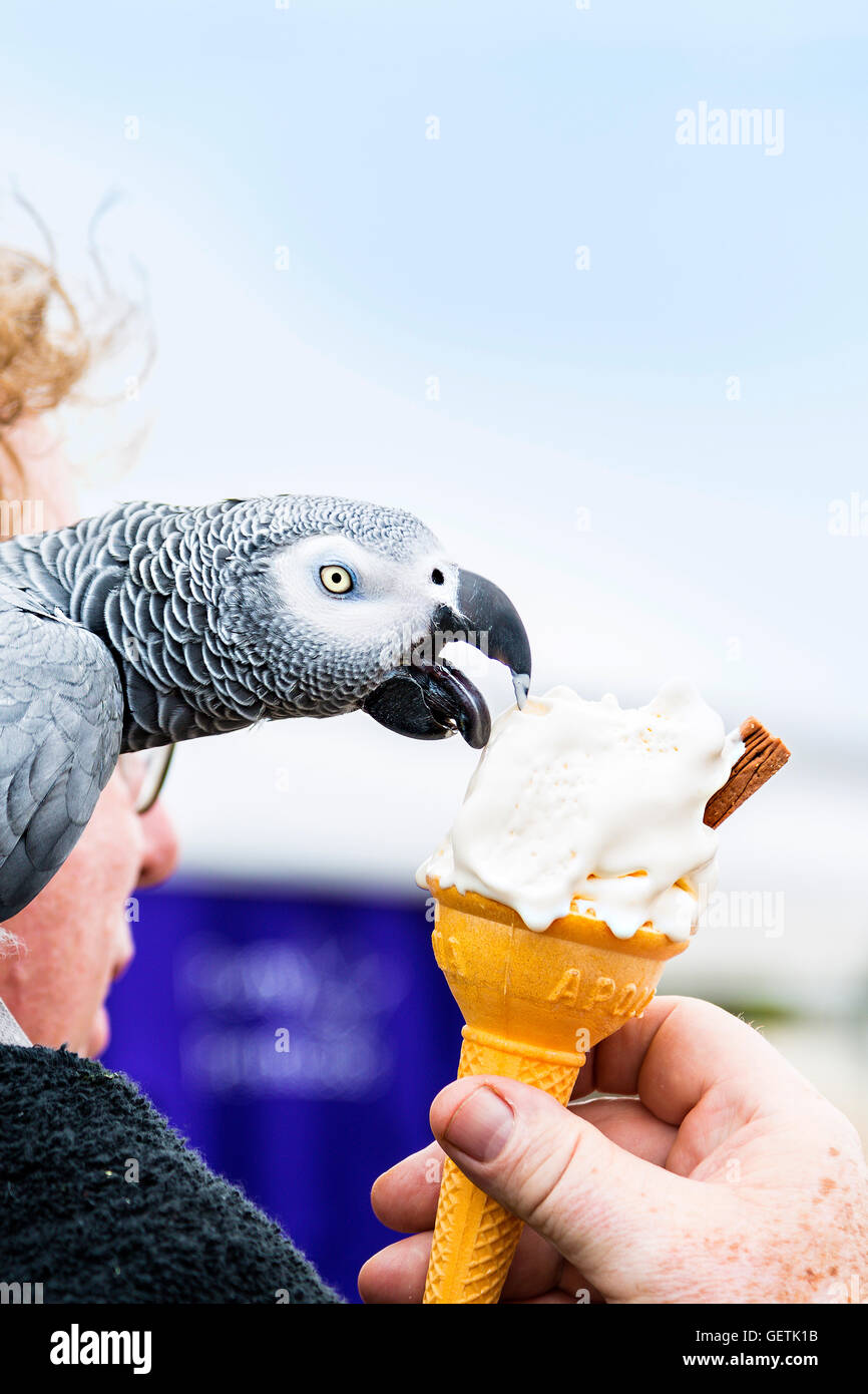 An African Grey parrot enjoying ice cream Stock Photo Alamy