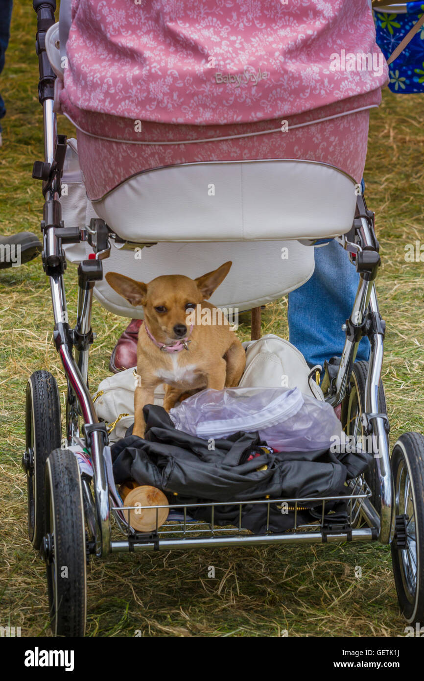 Dog pram hires stock photography and images Alamy