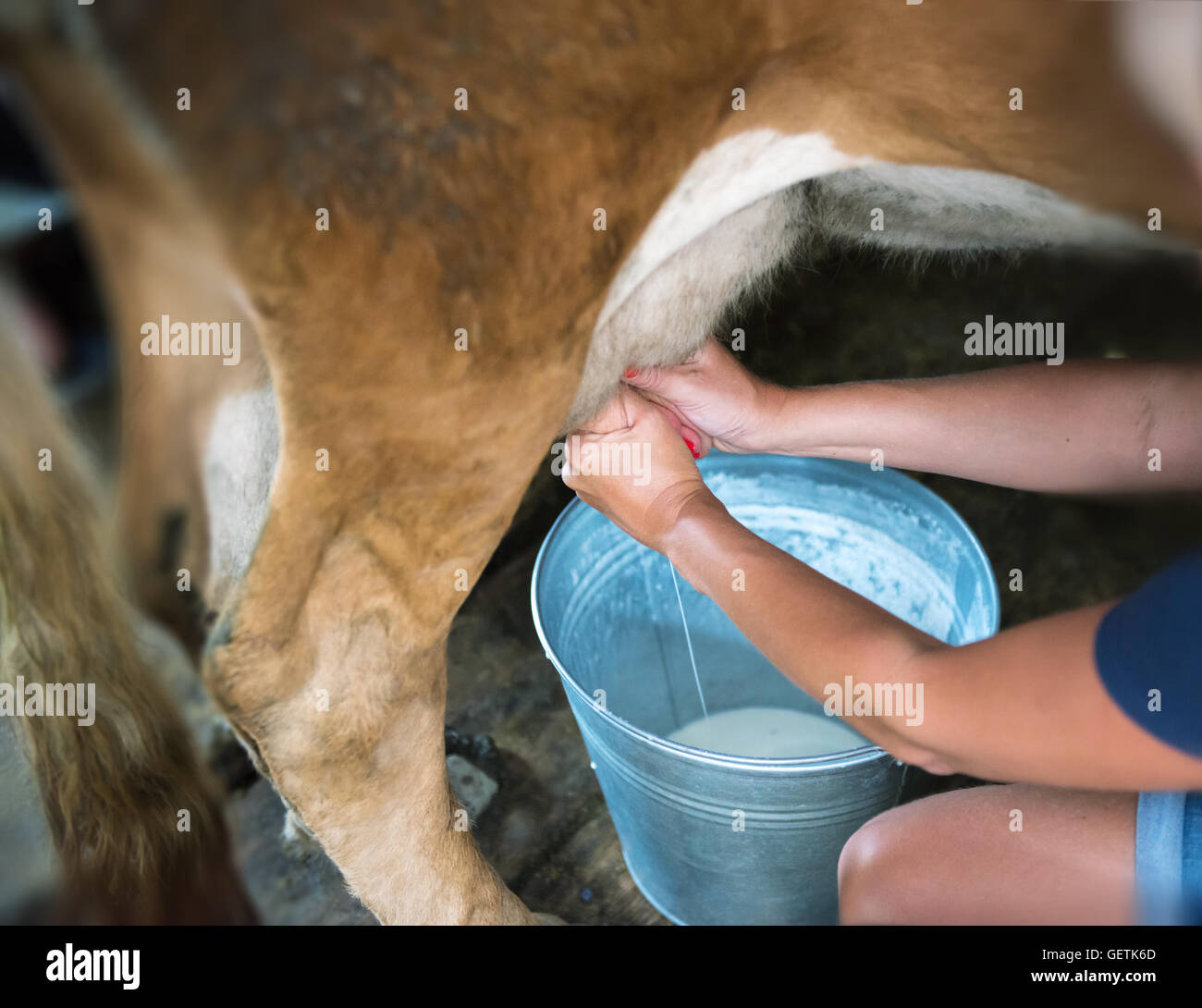 cow milking Stock Photo