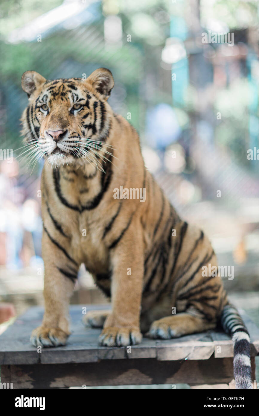 A Bengal tiger sitting on a crate. Stock Photo