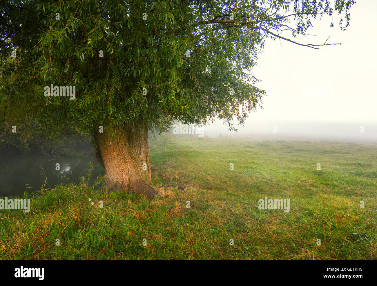 Tree in the field at sunrise Stock Photo - Alamy