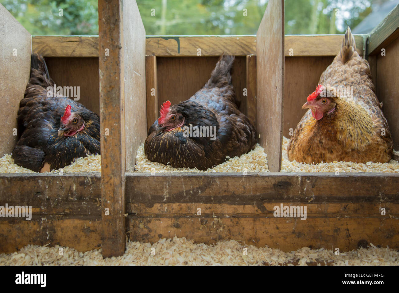 Free range hens sitting on eggs Stock Photo Alamy