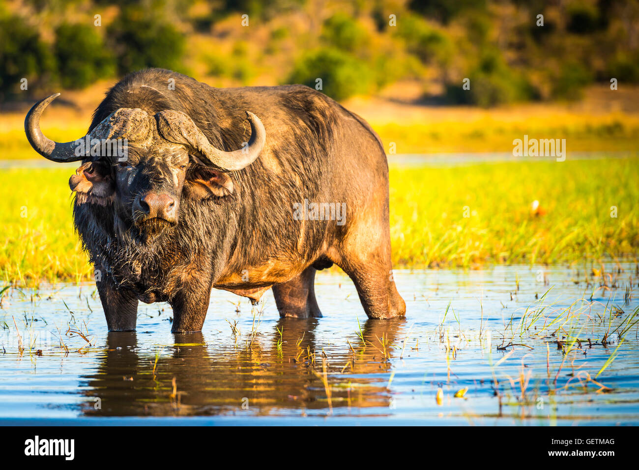 African Buffalo or Cape Buffalo in the wild on the Chobe River, Botswana Stock Photo