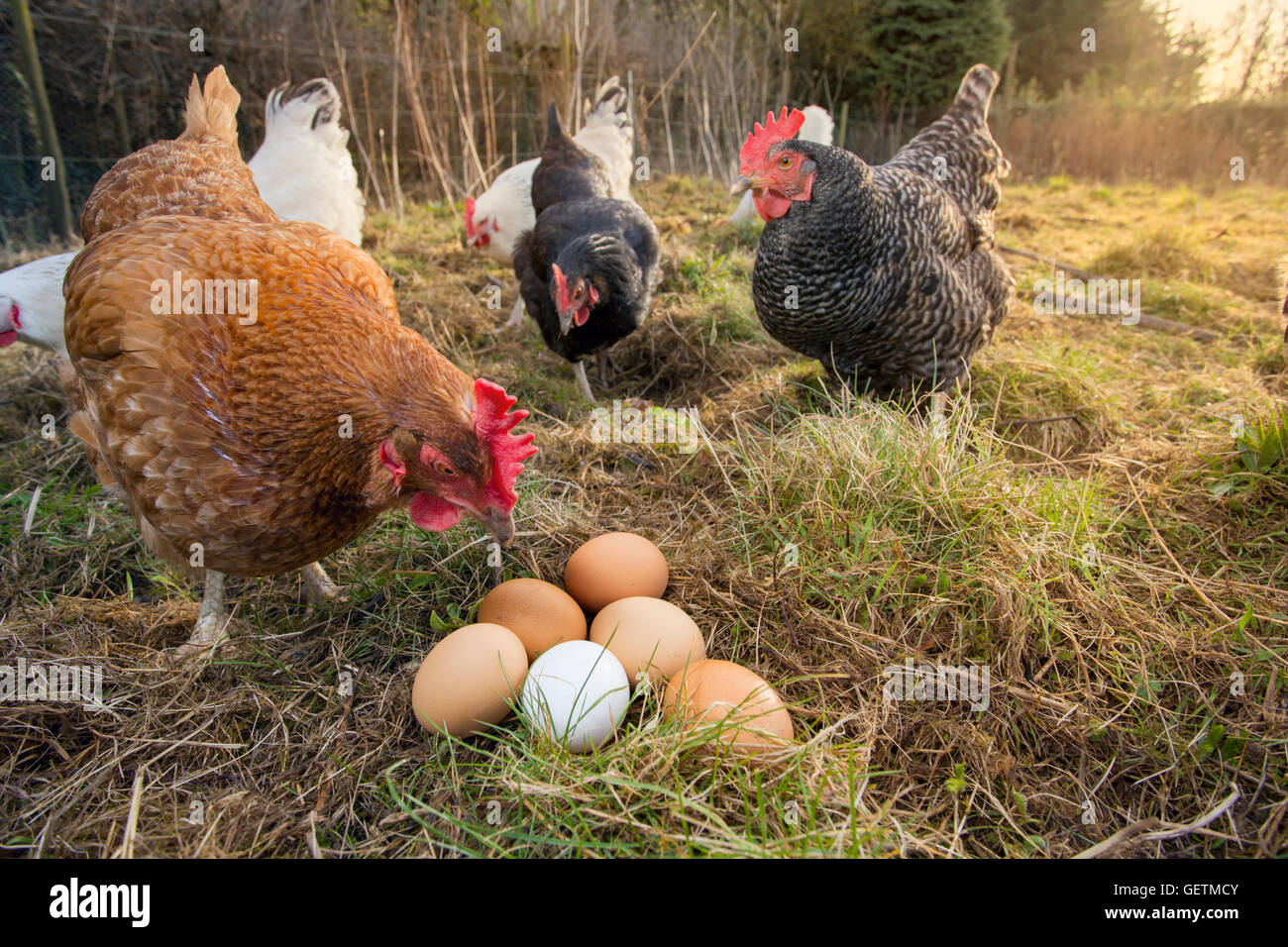 Free range Rhode Island Red and Maran hen with eggs. Stock Photo