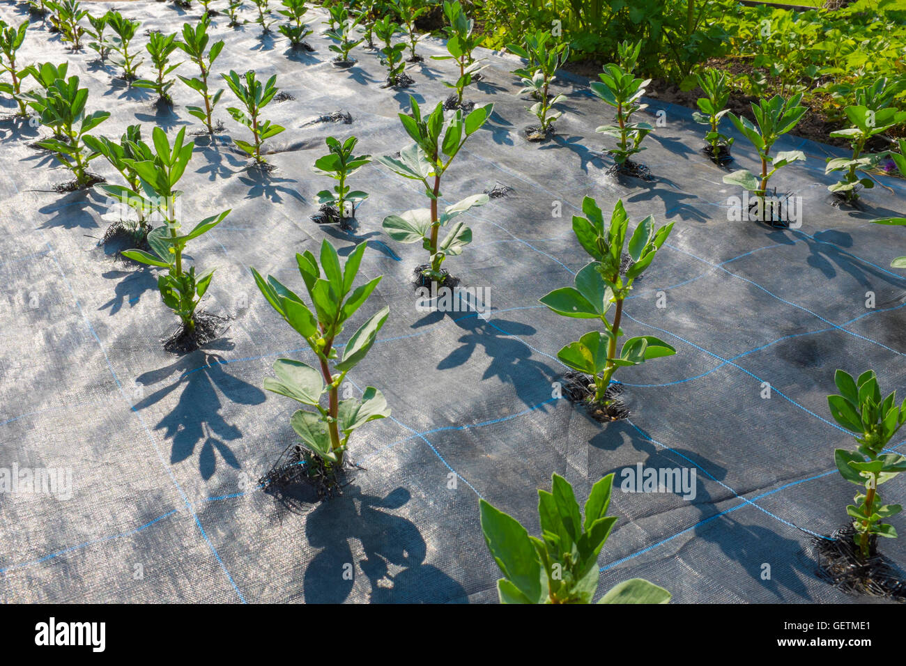 Broad beans growing through weed control matting. Stock Photo