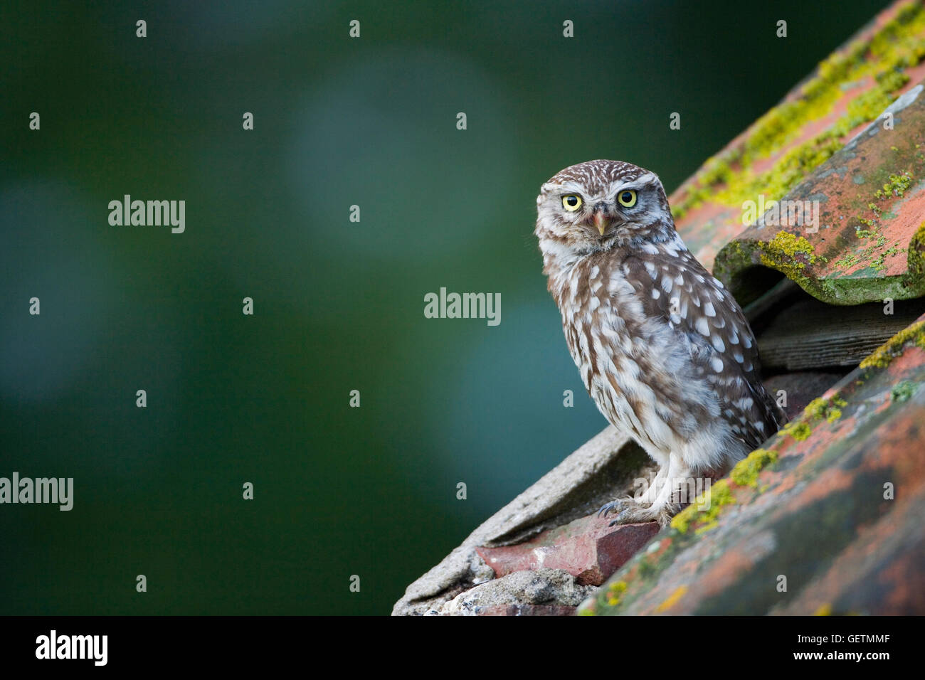 A Little Owl on the roof of a derelict building Stock Photo Alamy