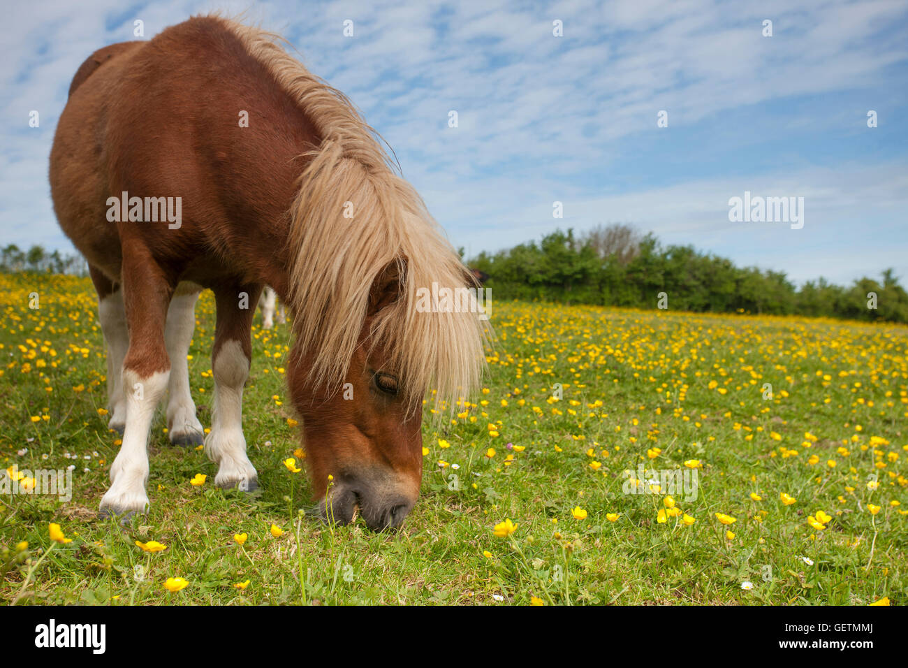 A miniature pony grazing in a field of buttercups. Stock Photo