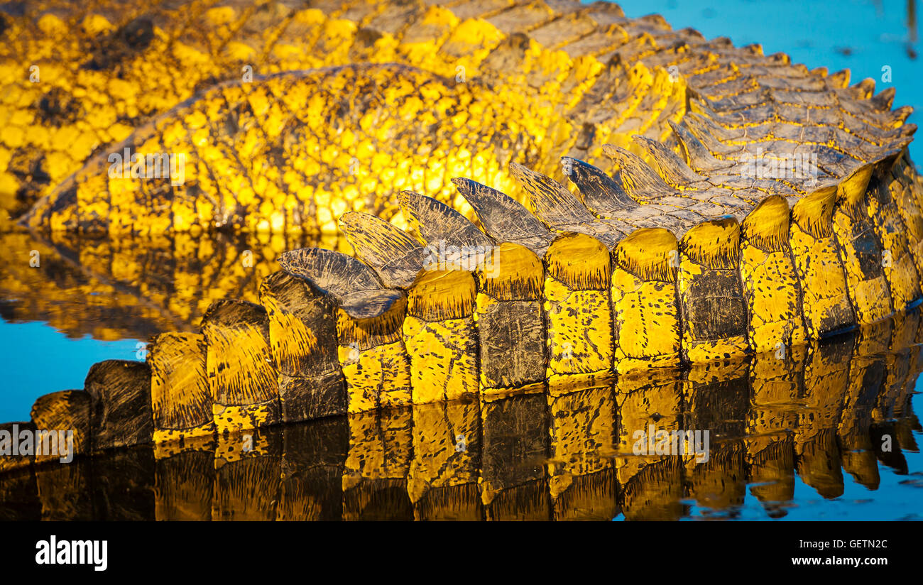 Alligator tail scales detail in the wild at sunset on the Chobe River, Chobe National Park, Botswana, Africa Stock Photo