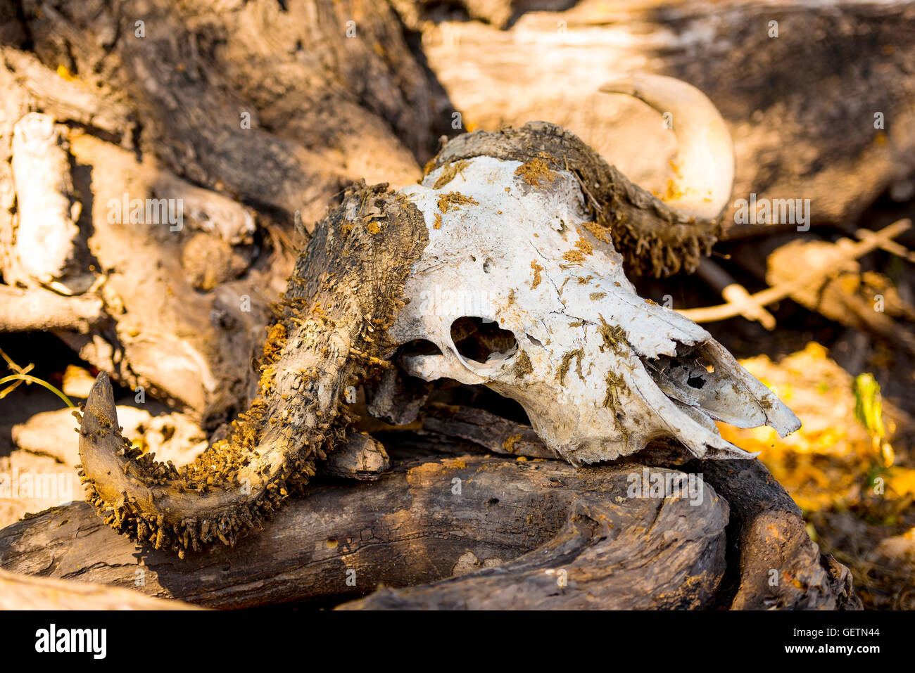 Buffalo skull while on safari in Africa Stock Photo