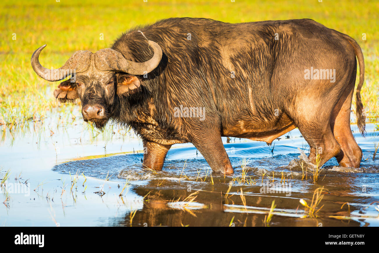 Buffalo in the wild on the Chobe River, Botswana Stock Photo