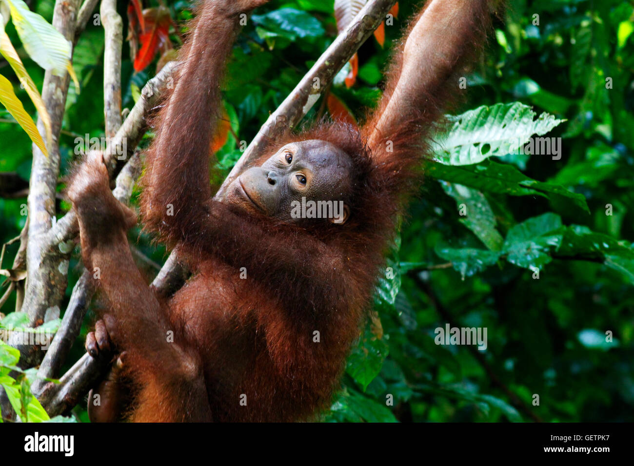 Orangutan climbing a tree in the rain at Sepilok Rehabilitation Centre ...