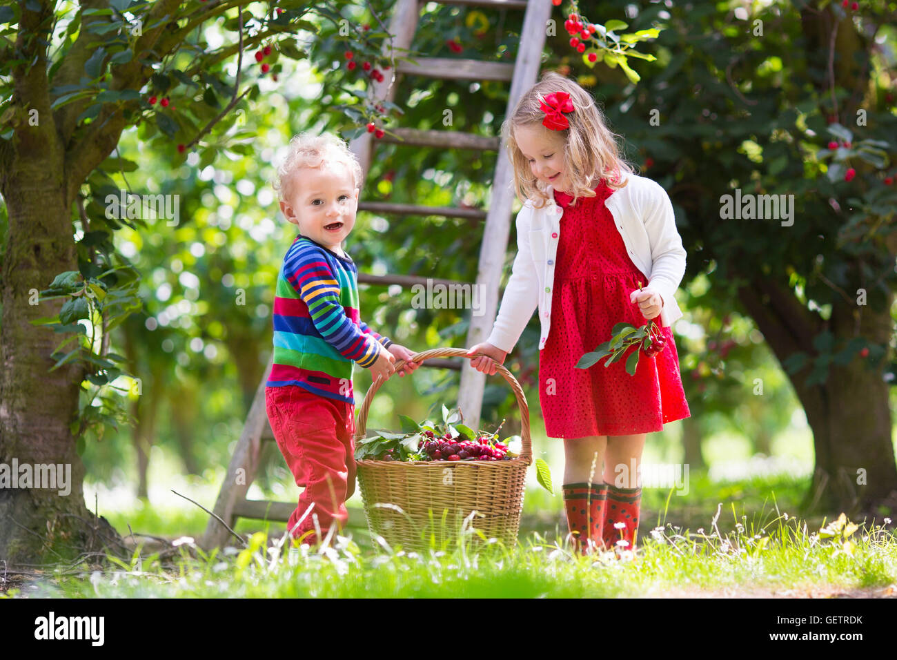 Kids picking cherry on fruit farm. Children pick cherries in summer ... for Fruit Farm Photography
61obs Kids picking cherry on fruit farm. Children pick cherries in summer ... for Fruit Farm Photography
61obs